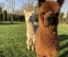 Alpaca Lodge